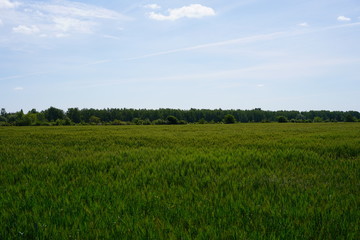 Fototapeta premium Ackerbau am Berliner Mauerweg bei Rudow