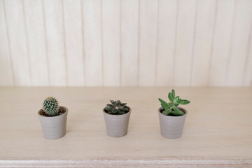 cactuses and succulents on the white back ground