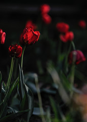 red tulip in the garden