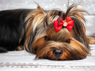 A beautiful Yorkshire Terrier dog with a red bow poses at a photo shoot.