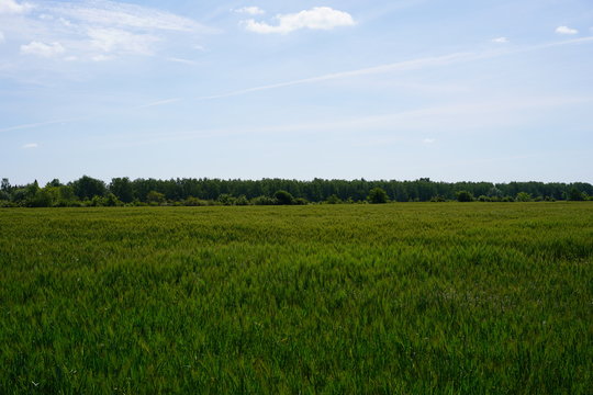 Ackerbau am Berliner Mauerweg bei Rudow