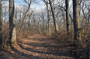 path in the forest