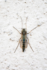 Macro view of a mosquito sitting on a white wall.