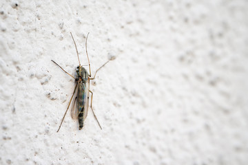 Macro view of a mosquito sitting on a white wall.
