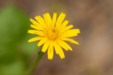 
macro photo of yellow flowers in spring in Prague in the Czech Republic