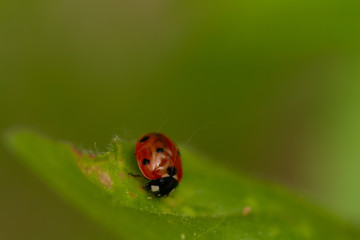 ladybird on a leaf
