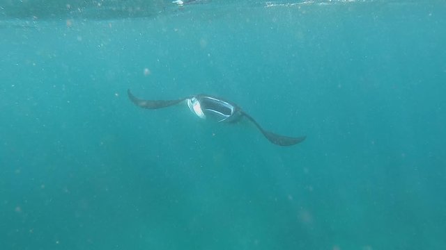 Batoidea swims underwater, stingray underwater in beautiful azure water