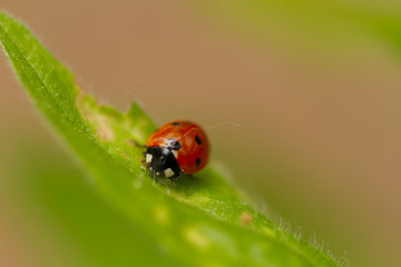 ladybird on a leaf