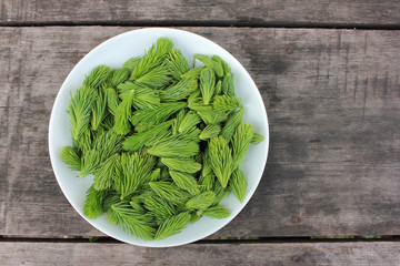 Fresh green spruce tips in white plate on dark vintage wooden table
