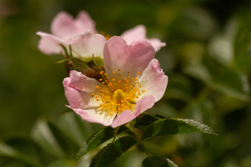 pink magnolia flower