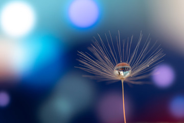Shiny dew water drop on dandelion in bokeh background. Close-up macro dandelion seed .