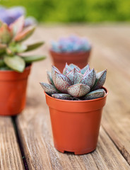 Succulents on the wooden board as a background and a few succulent behind