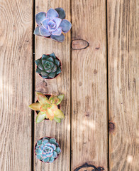 Four  succulent plants on the wooden board as a background. Top view.