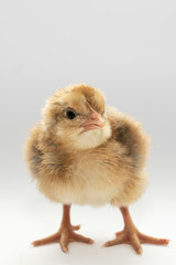 Cute little chicken isolated on white background