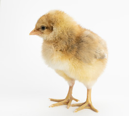 Cute little chicken isolated on white background