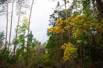 yellow flowers in the forest