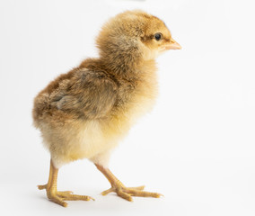 Cute little chicken isolated on white background