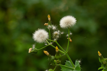 yellow dandelion flower