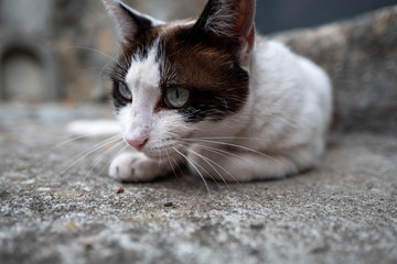 Cat lying on the sidewalk in old Port.