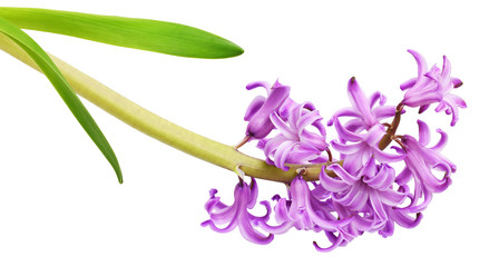 Purple hyacinth flower and green leaves