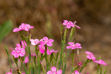 pink cosmos flowers