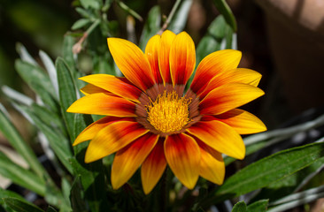 Yellow daisy flower with reddish notes on its petals, Medellin, Antiquia, Colomba
