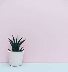 Small cactus, plants potted in white pot for home decoration on pale pink background. Green home houseplant. Copy space.