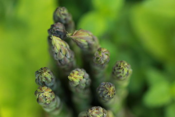 Pointes d'asperges vertes