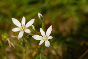 
macro photo of white flowers in spring in prague in czech republic