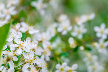 spring background white cherry blossoms. nature background