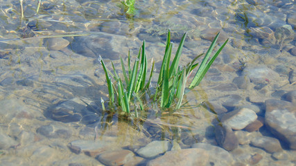 green grass in the water