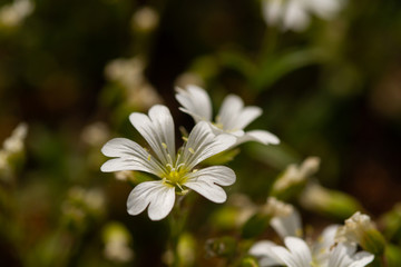 
macro photo of white flowers in spring in prague in czech republic