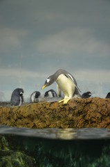 Gentoo penguin (Pygoscelis papua)