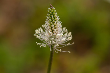 
macro photo of white flowers in spring in prague in czech republic