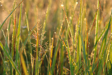 Dew on a grass lit by warm golden morning light. Autumn background - golden blades of grass with water drops in the field