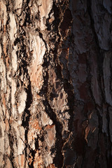 Fototapeta premium Pine Bark Texture 