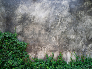 Background image of cement wall and leaves