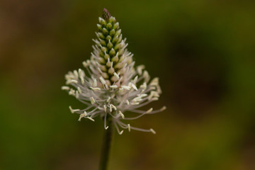 
macro photo of white flowers in spring in prague in czech republic