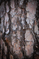 Pine Bark Texture 
