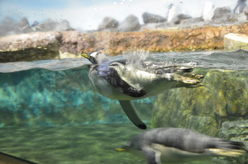 Plakat Gentoo penguin (Pygoscelis papua)