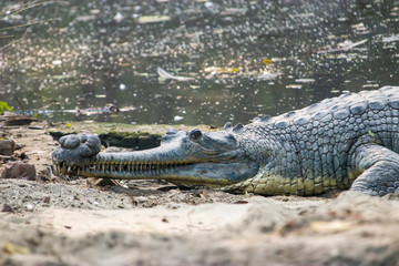 The gharial (Gavialis gangeticus) rests in the pond.
It is a crocodilian in the family Gavialidae, native to sandy freshwater river banks in the plains of the northern part of the Indian subcontinent.