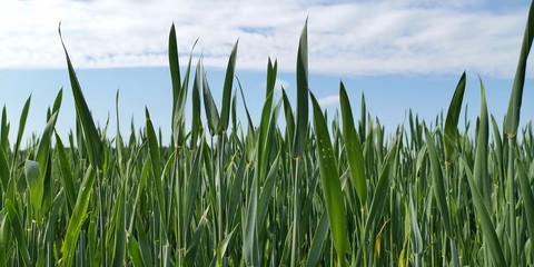 green grass and blue sky