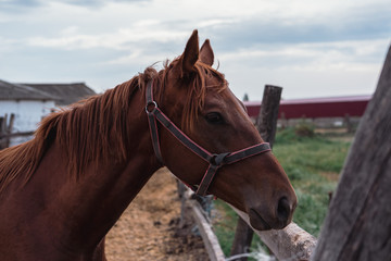 Fototapeta premium Portrait of a beautiful brown stallion. Horse farm.