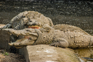 a Mugger crocodile(Crocodylus palustris) opens big mouth.
It  is a crocodilian native to freshwater habitats from southern Iran to the Indian subcontinent. 
