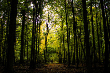 sun rays in the forest