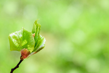 Young spring bud on a branch, Against the background beautiful card. blurred greenbokeh background. concept of growth, dawn, awakening. Life revival concept, horizontal photo
