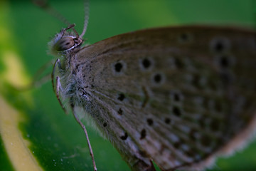 pale grass blue butterfly