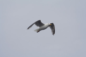 
Herring gull bird in the spring - obrazy, fototapety, plakaty