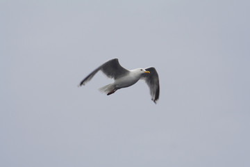 
Herring gull bird in the spring