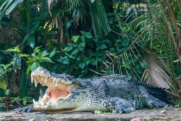 The saltwater crocodile (Crocodylus porosus) is a crocodilian native to saltwater habitats and brackish wetlands from India's east coast across Southeast Asia and the Sundaic region to Australia.